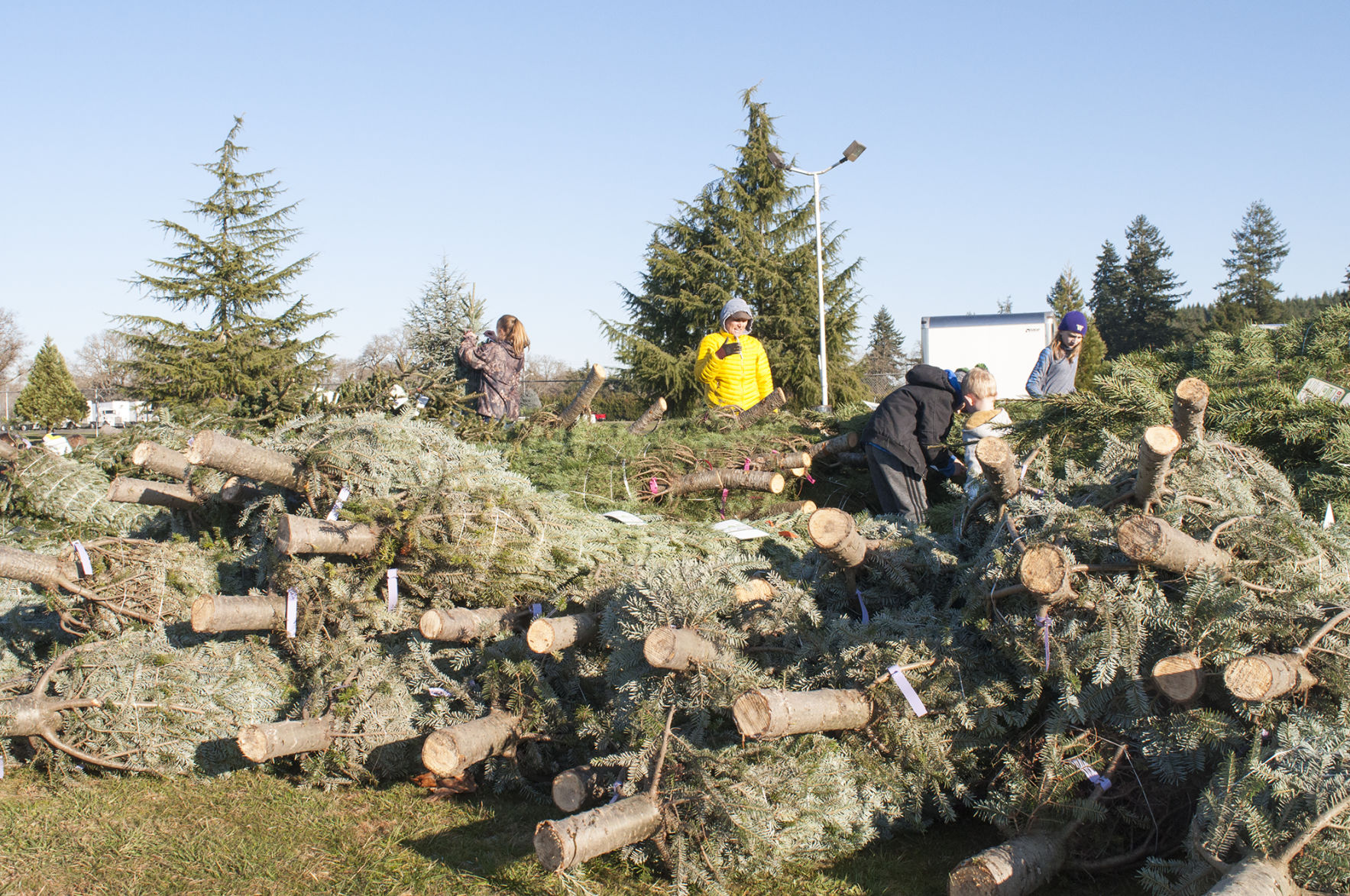 Trees for Troops